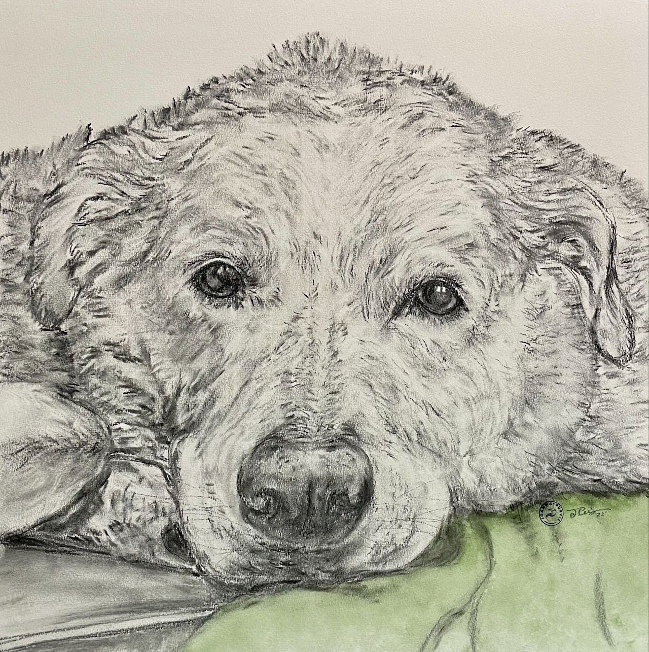 Graphite sketch of a resting dog by Joanna Purvis